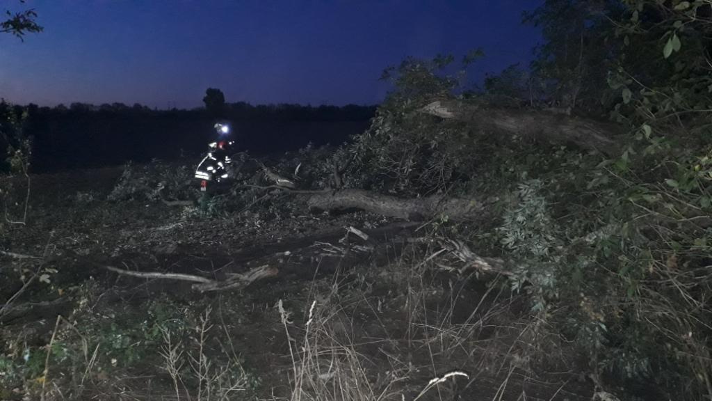 20180929 Baumbrand Podelwitzer Straße 13